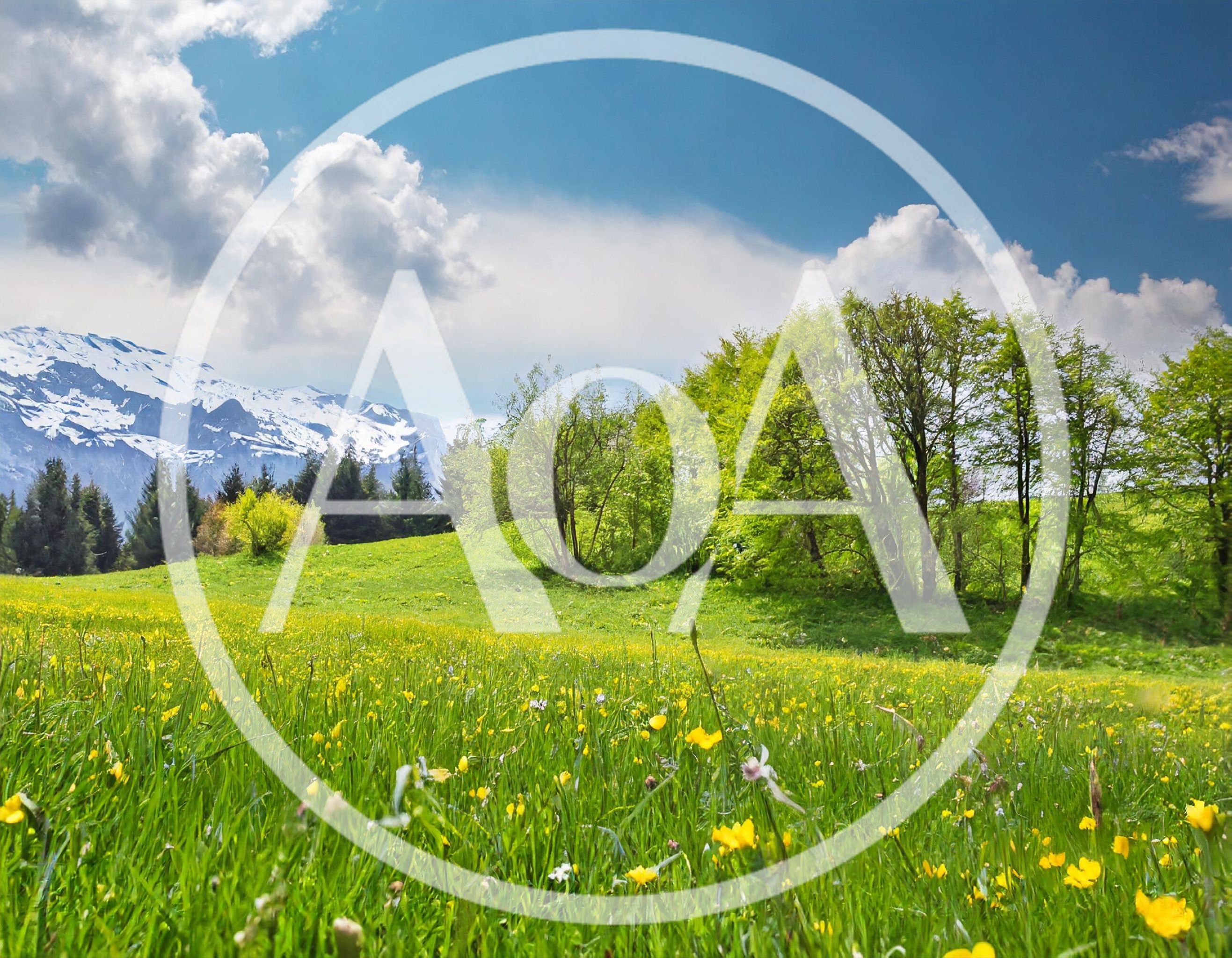 Spring Meadow With Wildflowers And Snow Capped Mountains