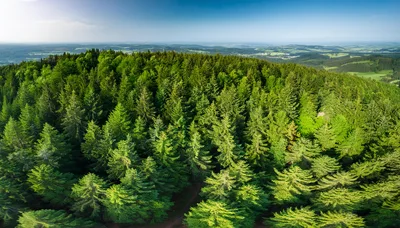 Aerial View Of A Dense Coniferous Forest