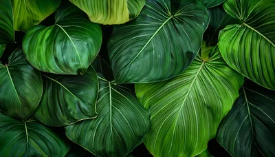 Lush Green Tropical Philodendron Leaves Background