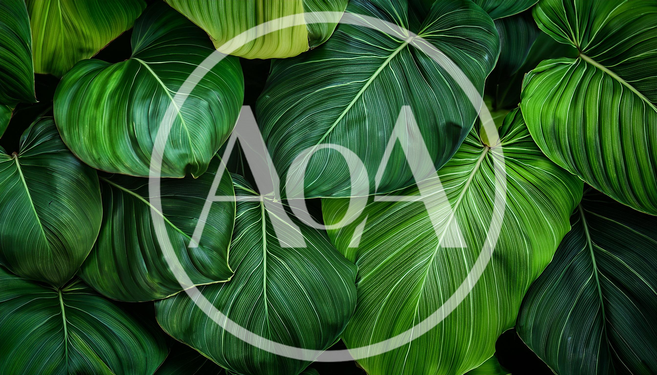 Lush Green Tropical Philodendron Leaves Background