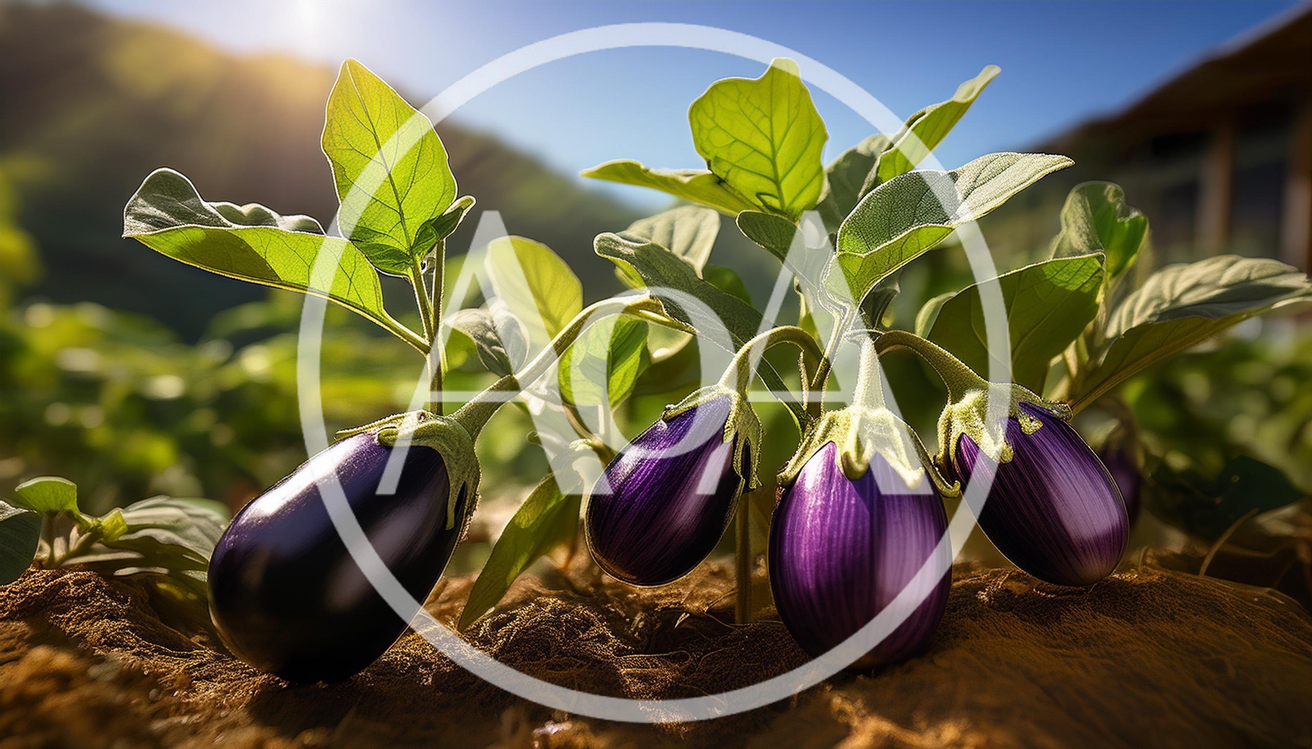 Fresh Purple Eggplants Growing On A Sunny Farm
