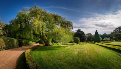 Weeping Willow Tree In A Manicured English Garden