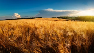 Golden Wheat Field Under A Dramatic Sunset Sky