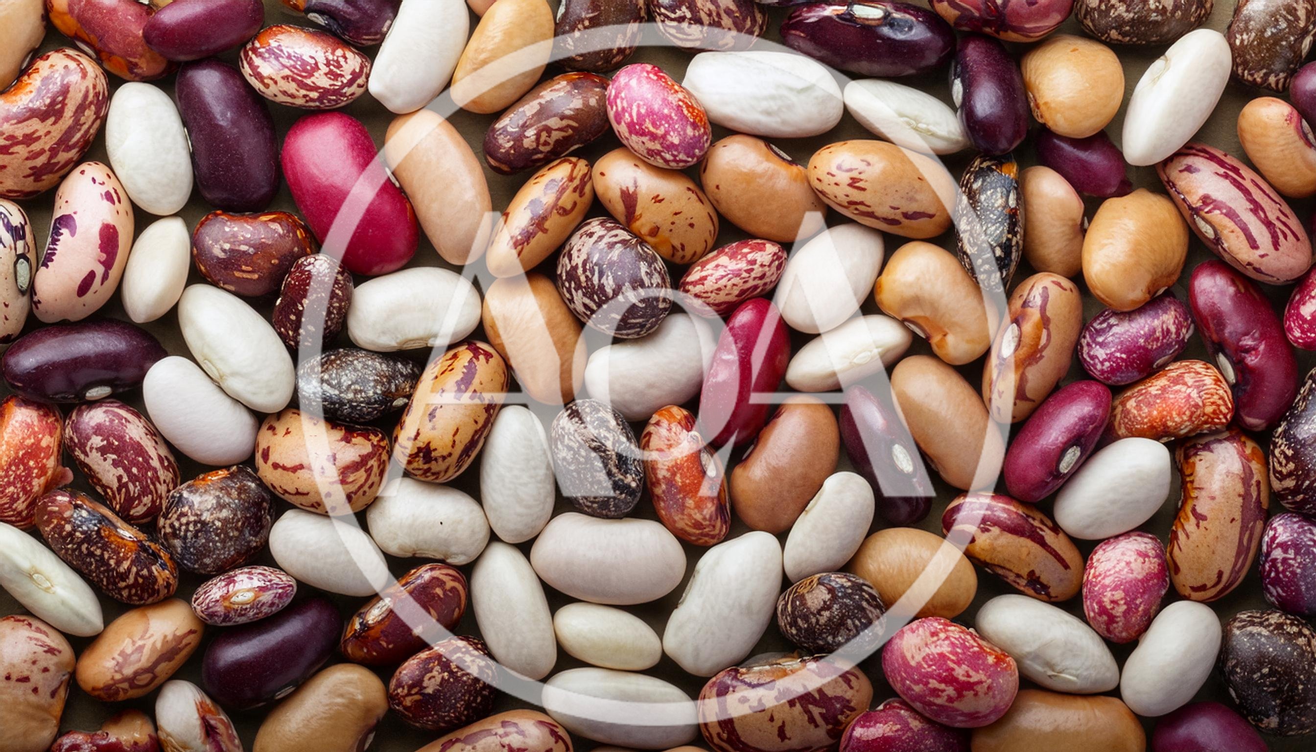 Assorted Dried Beans and Legumes Background