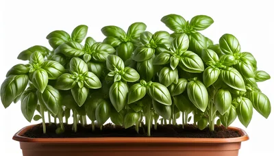 Fresh Green Basil Plants Growing In A Rectangular Planter