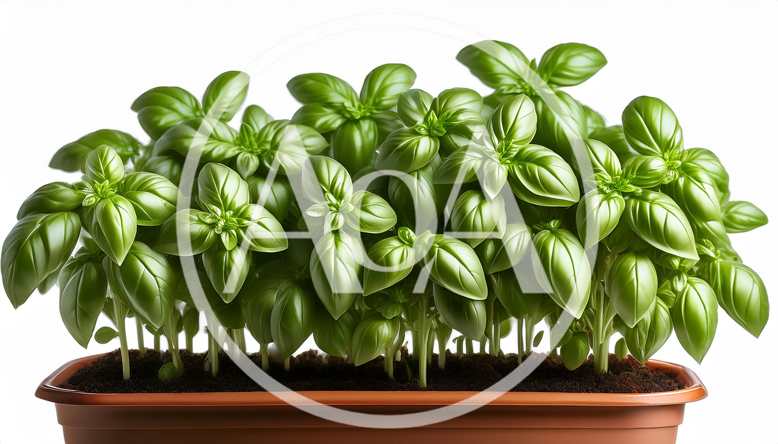 Fresh Green Basil Plants Growing In A Rectangular Planter