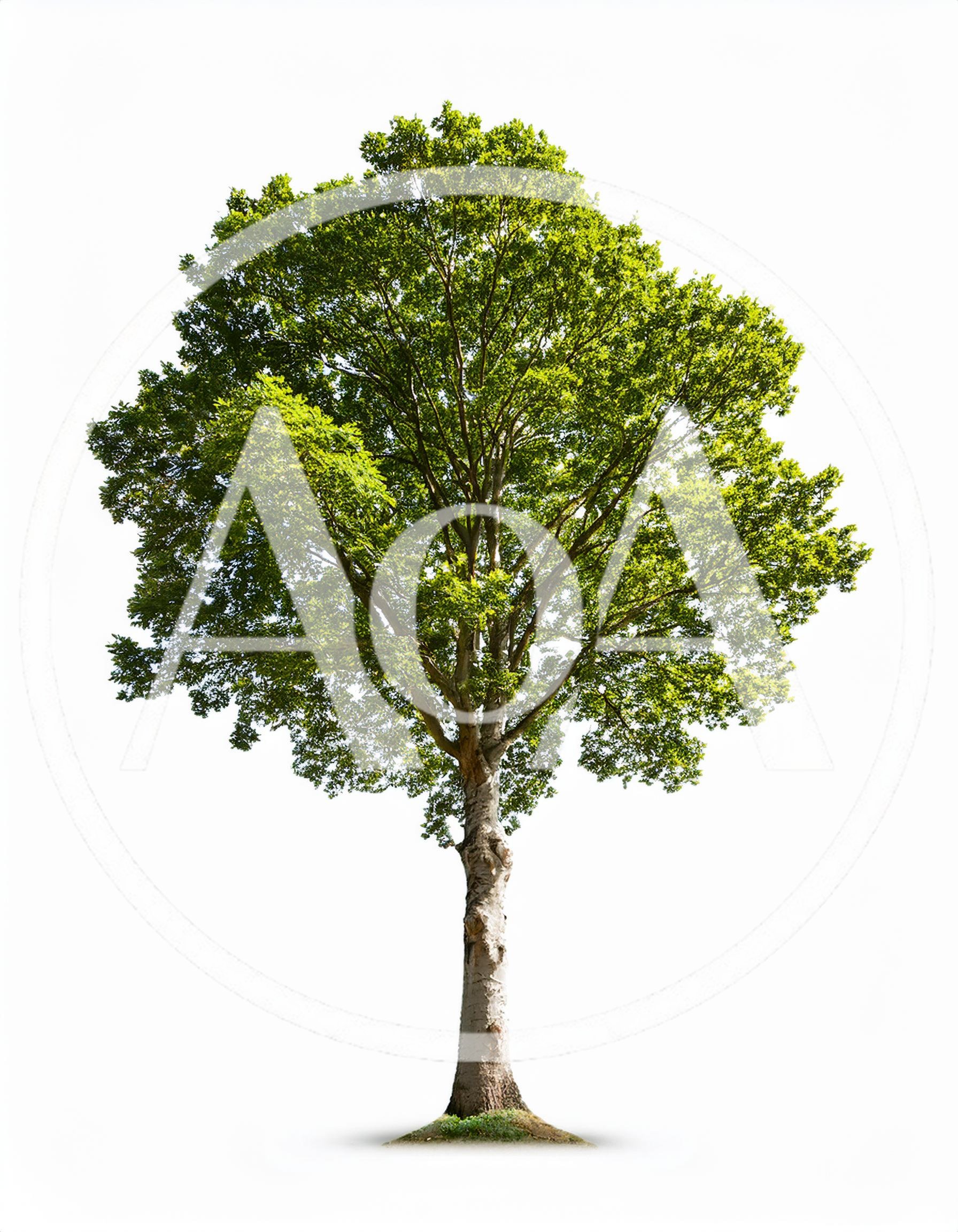 Single Deciduous Tree Isolated On White Background
