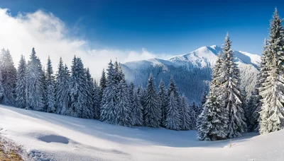Snow Covered Pine Forest Under A Clear Blue Sky