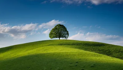 Solitary Deciduous Tree Standing Atop A Rolling Green Hill