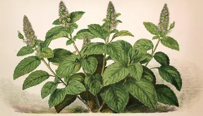 Vintage Botanical Illustration Of A Mint Plant