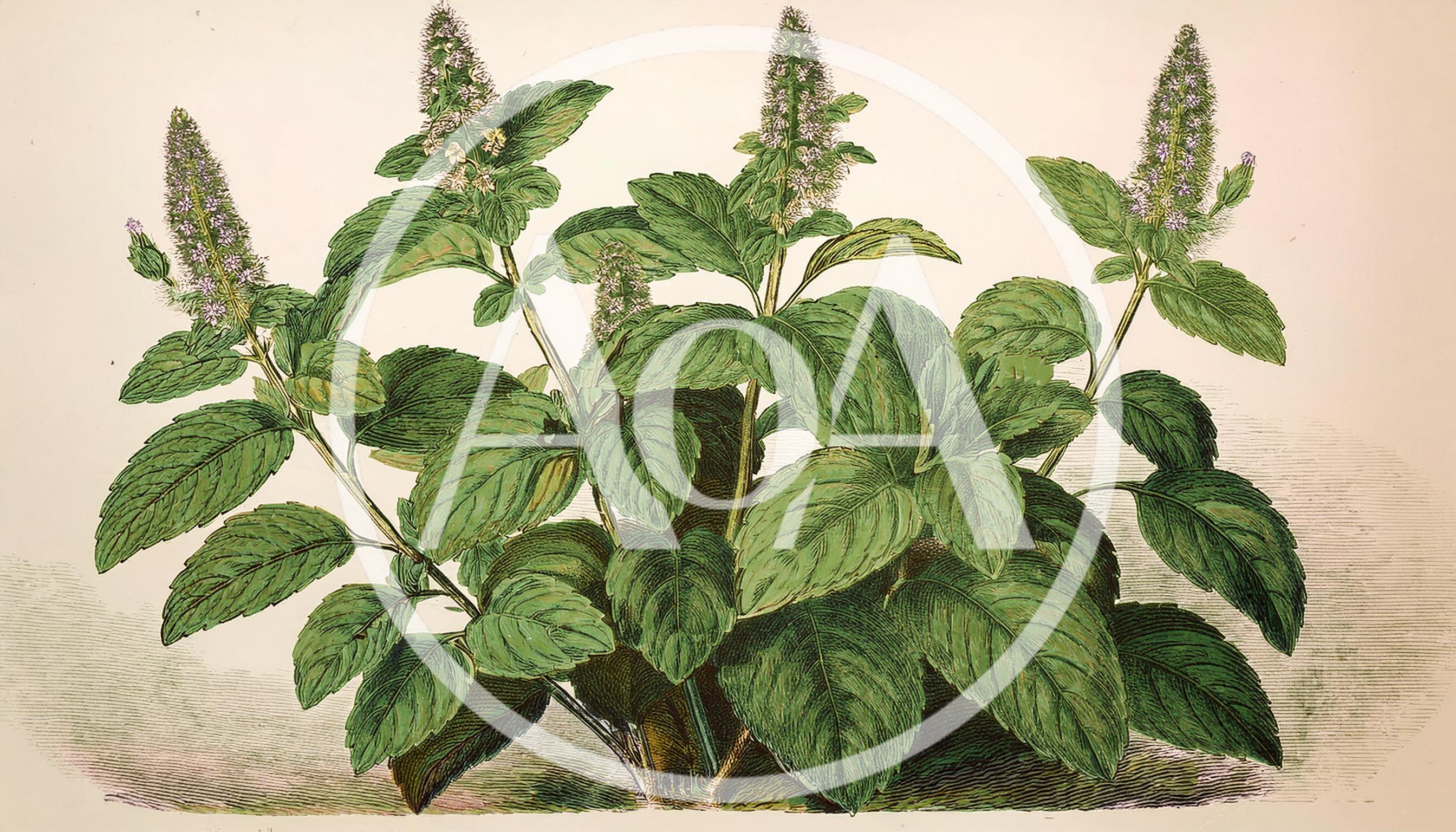 Vintage Botanical Illustration Of A Mint Plant
