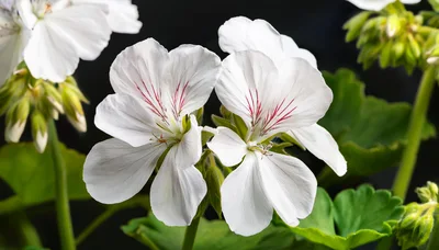 White Regal Geranium Flowers With Dark Red Veins