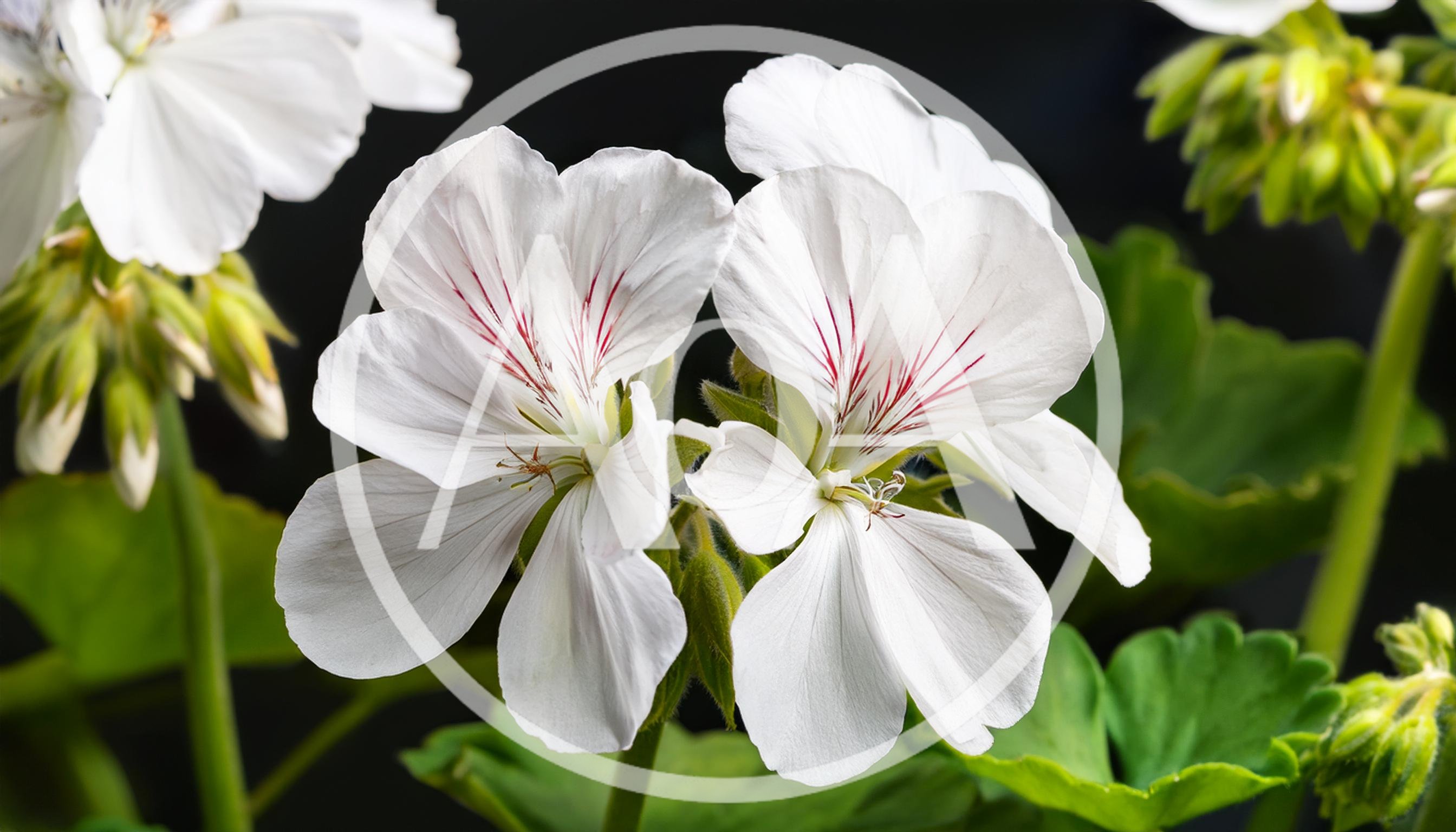 White Regal Geranium Flowers With Dark Red Veins