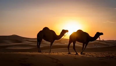 Two Camels Walking Across Desert Dunes At Sunset