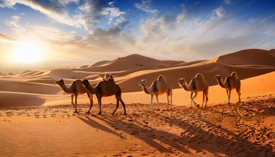 Caravan Of Camels Walking Across Desert Sand Dunes