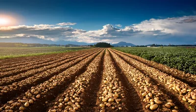 Freshly Harvested Potatoes Lying In Field Furrows
