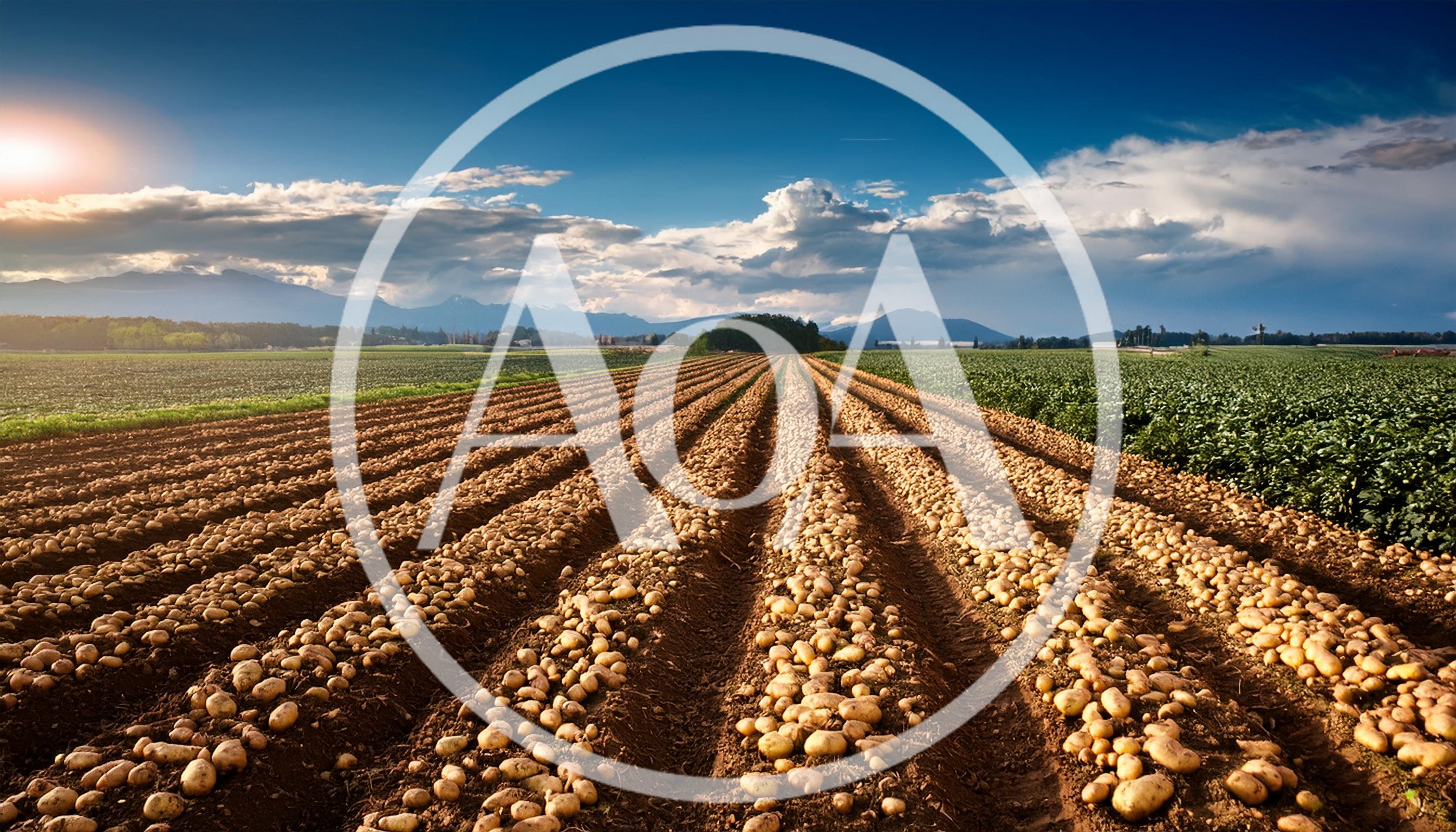 Freshly Harvested Potatoes Lying In Field Furrows