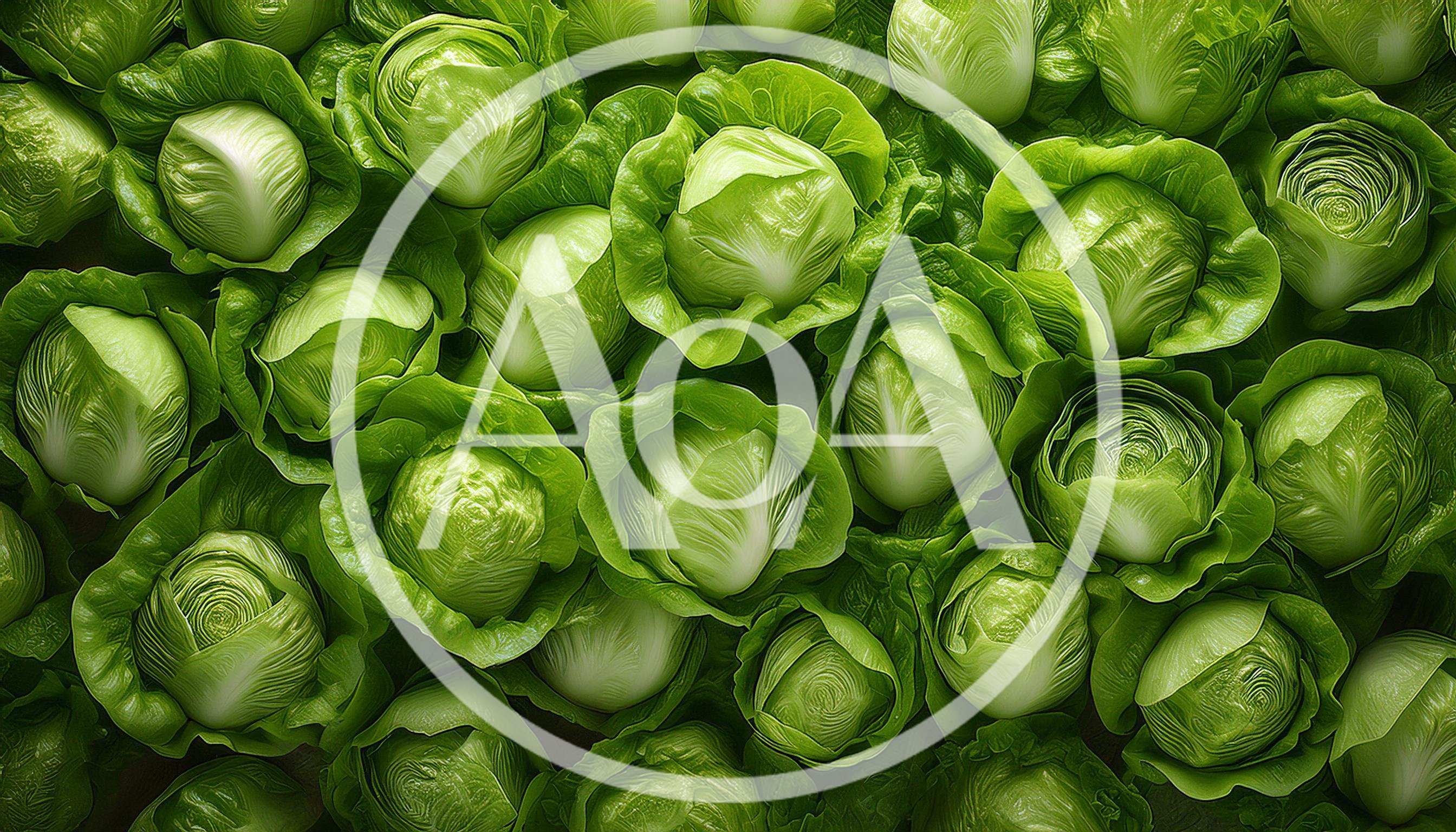 Fresh Green Lettuce Heads Background