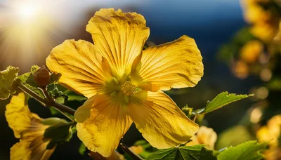 Bright Yellow Hibiscus Flower Blooming In Sunlight