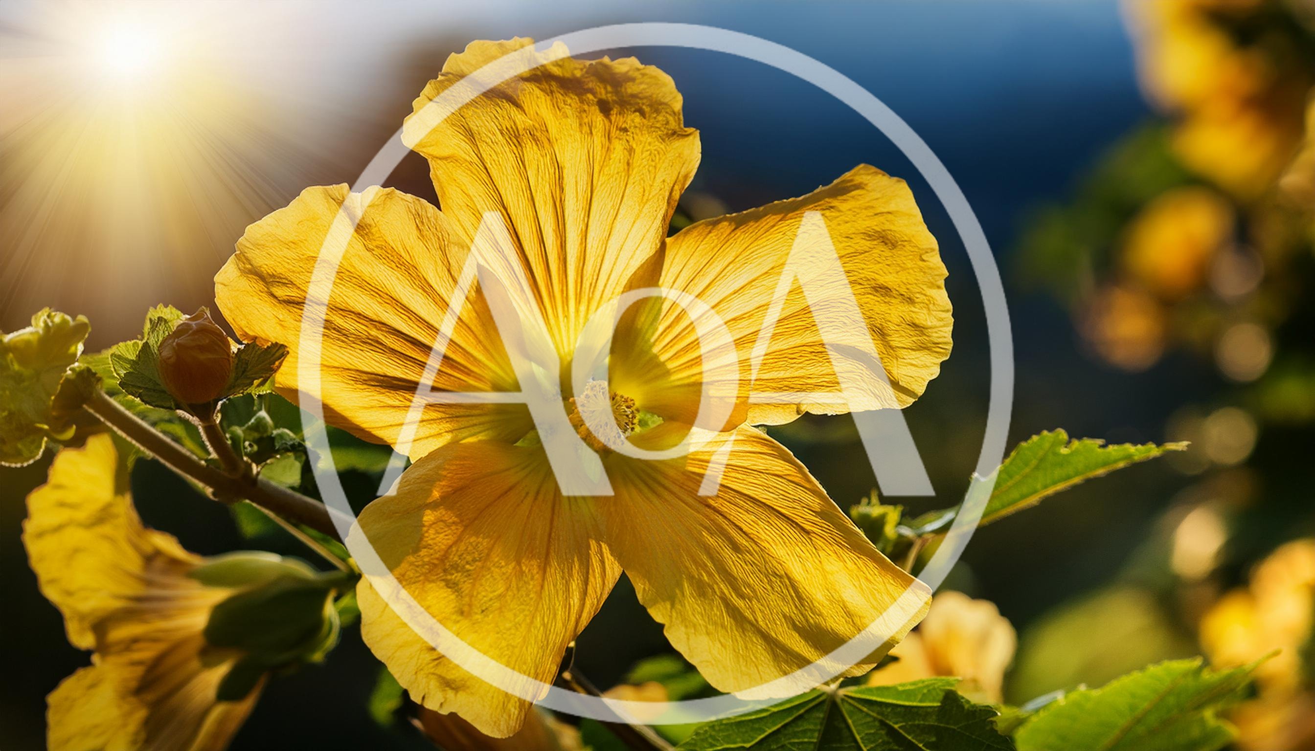 Bright Yellow Hibiscus Flower Blooming In Sunlight
