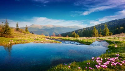 Mountain Stream Flowing Through A Meadow Of Crocuses
