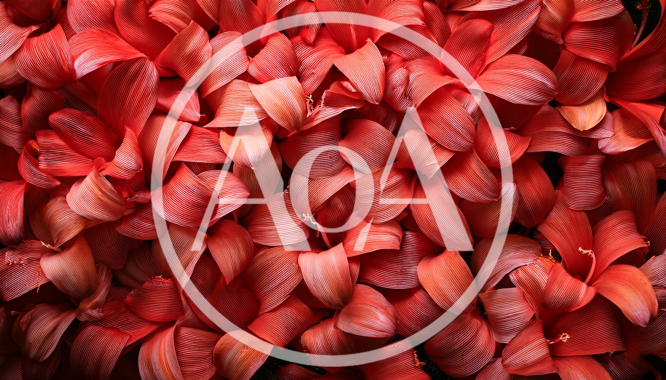 Vibrant Red Tropical Flower Petal Background