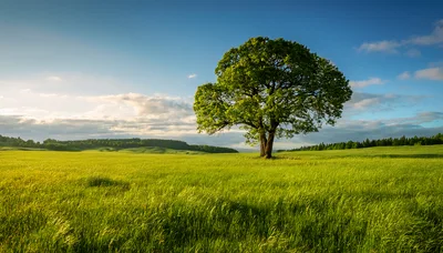 Solitary Oak Tree Standing In A Vast Green Field