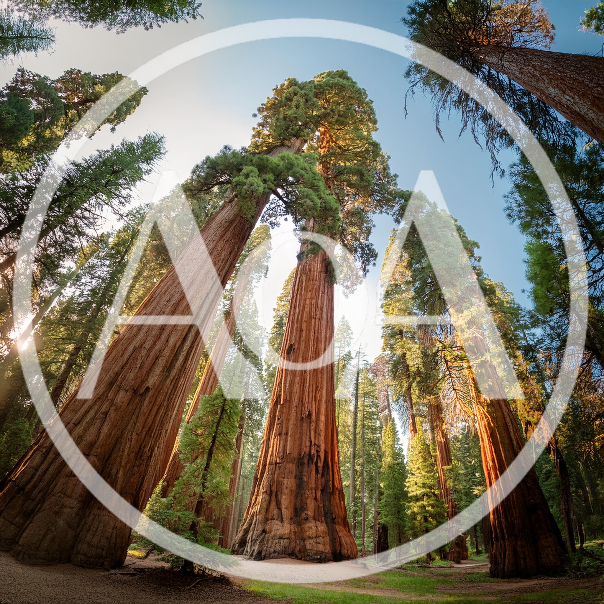 Giant Sequoia Trees In Sequoia National Park