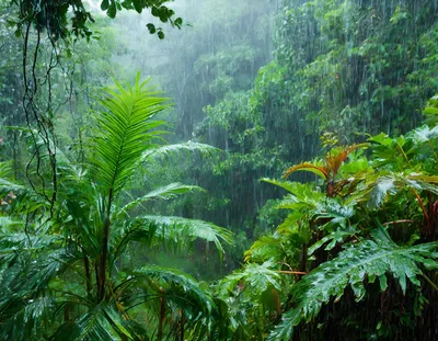 Heavy Tropical Rain Falling In A Lush Rainforest