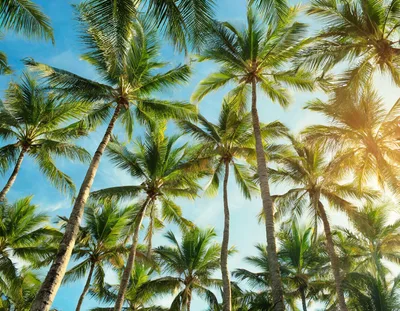 Low Angle View Of Tropical Palm Trees