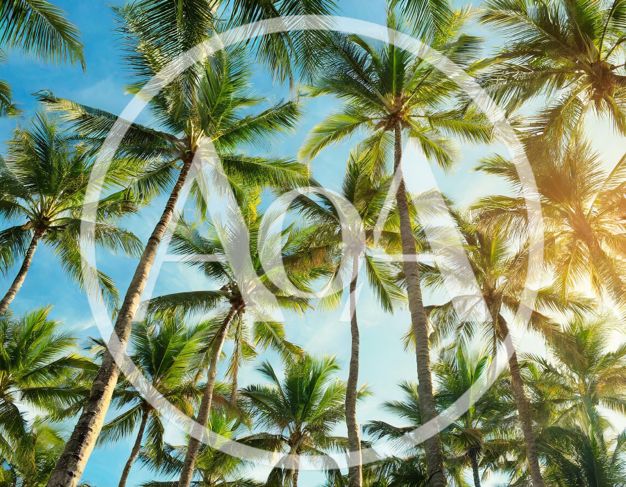 Low Angle View Of Tropical Palm Trees