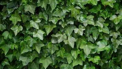 Lush Green Ivy Leaves Covering A Wall