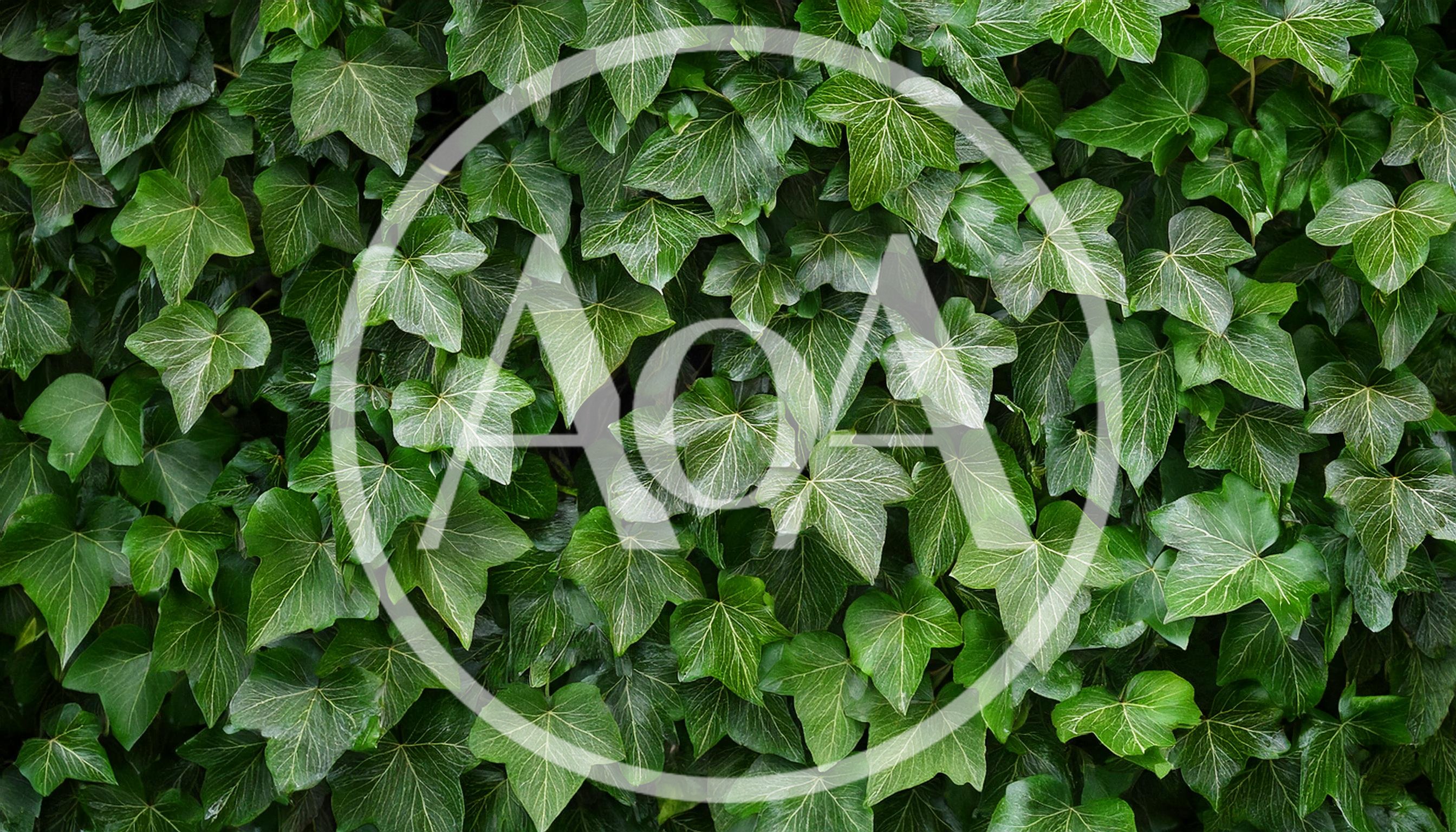 Lush Green Ivy Leaves Covering A Wall