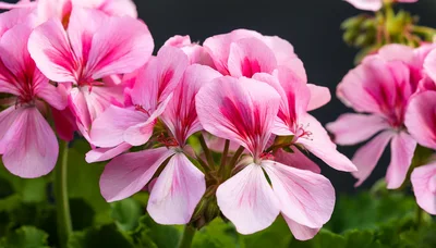 Close Up Of Pink Geranium Flowers In Bloom