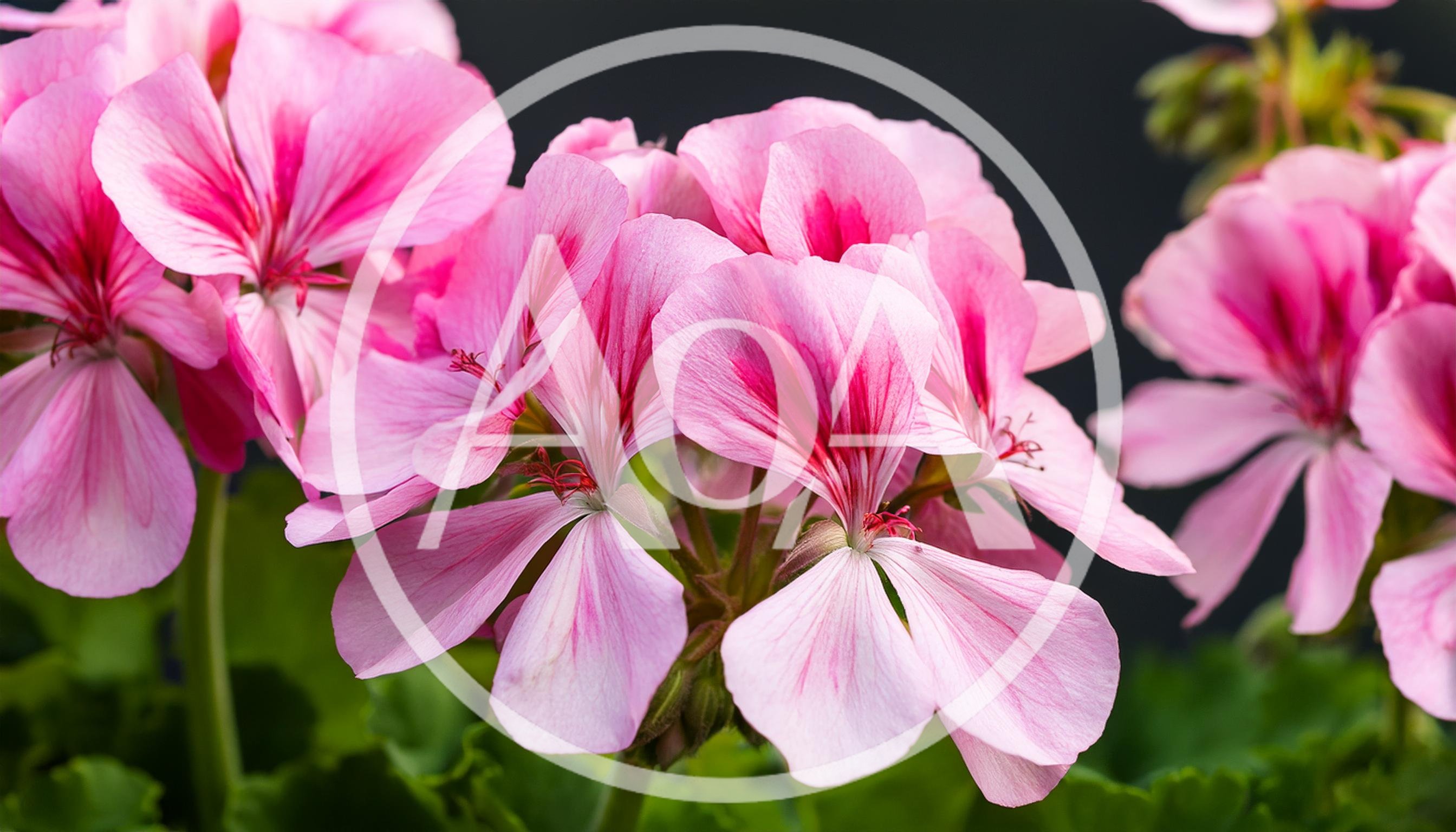 Close Up Of Pink Geranium Flowers In Bloom