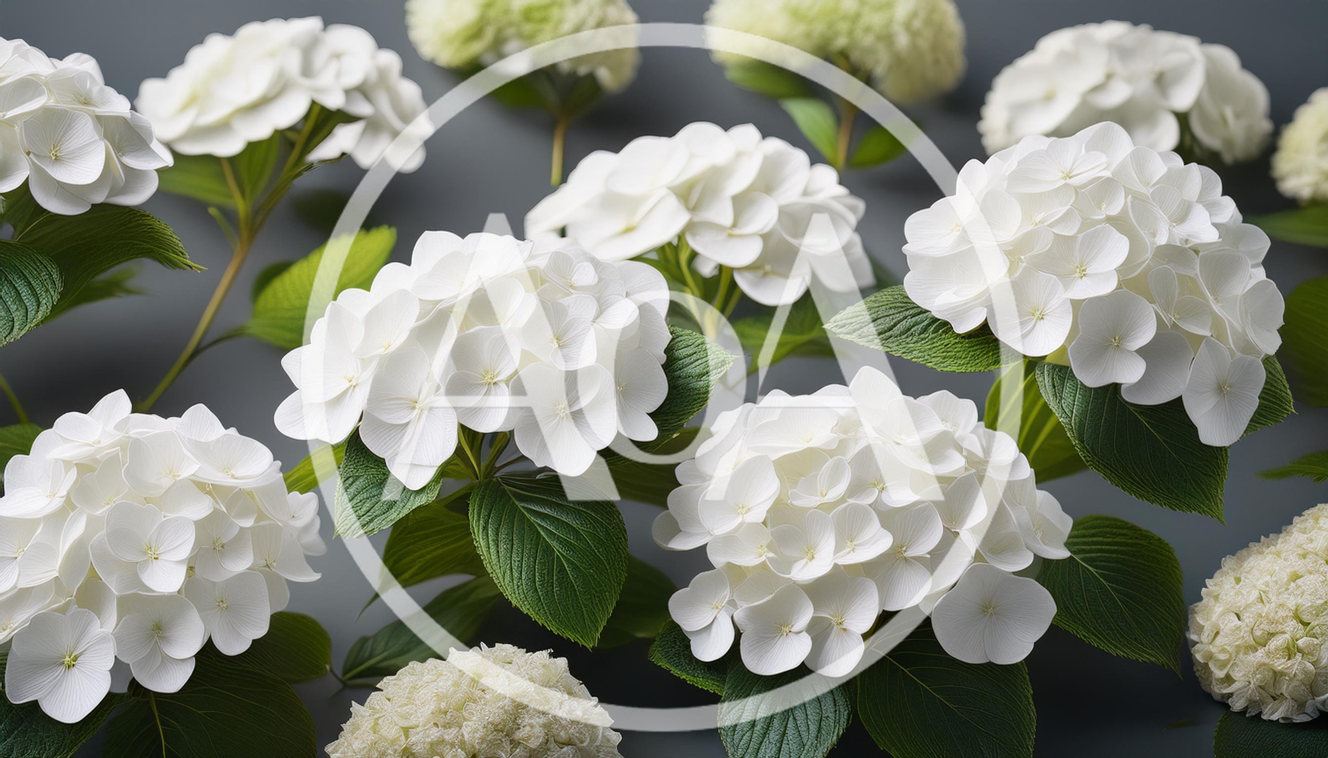 White Hydrangea Flowers Blooming Against Grey Background