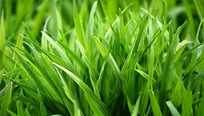 Close Up View Of Lush Green Grass Blades