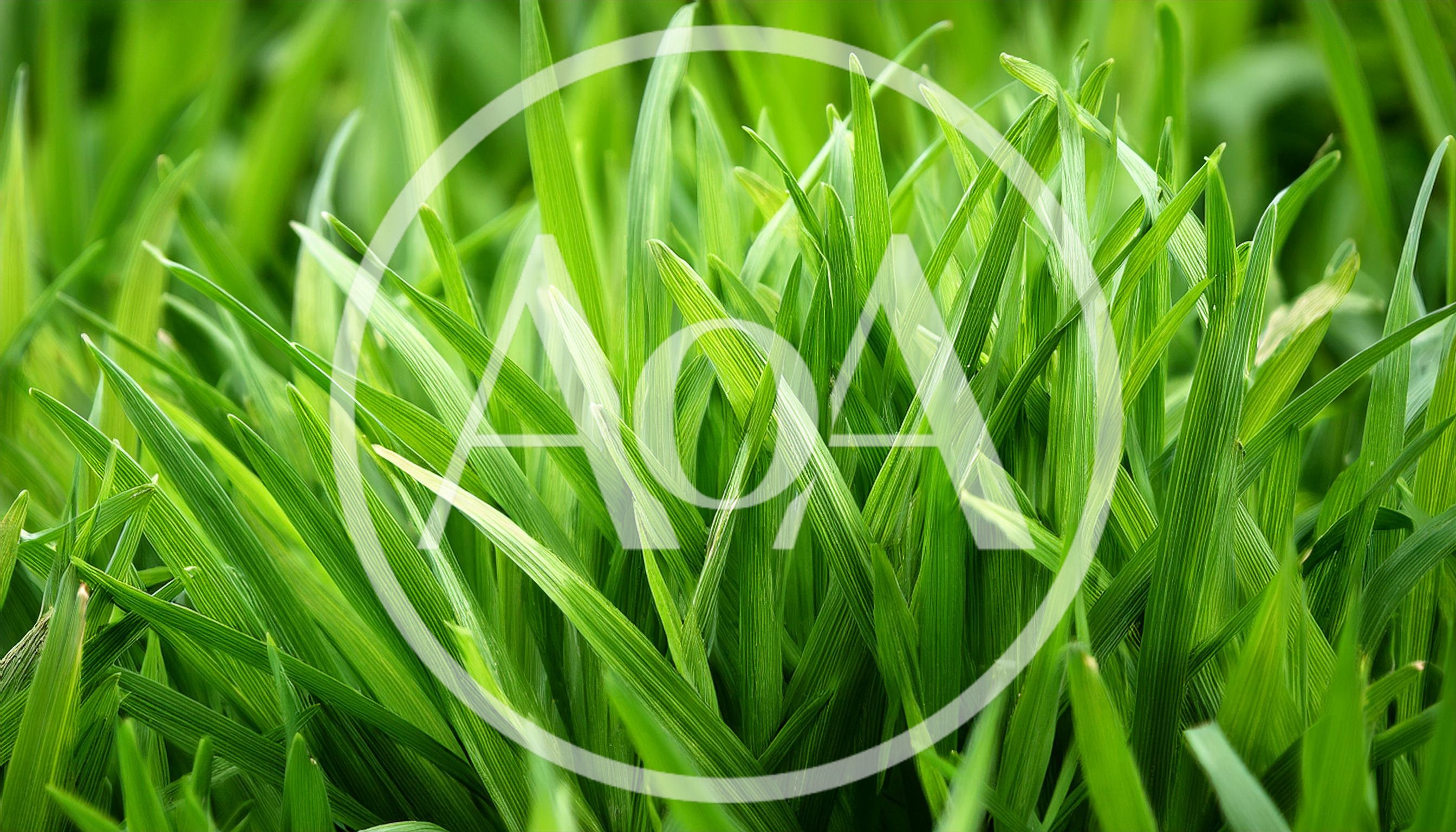 Close Up View Of Lush Green Grass Blades