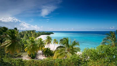Tropical Beach With Palm Trees And Turquoise Water