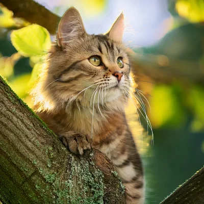 Fluffy Tabby Cat Perched On A Mossy Tree Branch
