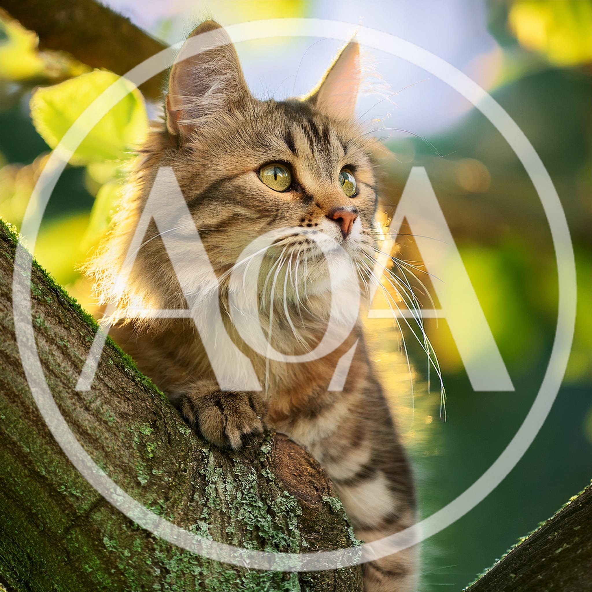 Fluffy Tabby Cat Perched On A Mossy Tree Branch