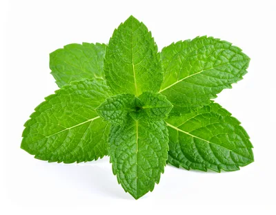 Fresh Green Mint Leaves Isolated On White Background