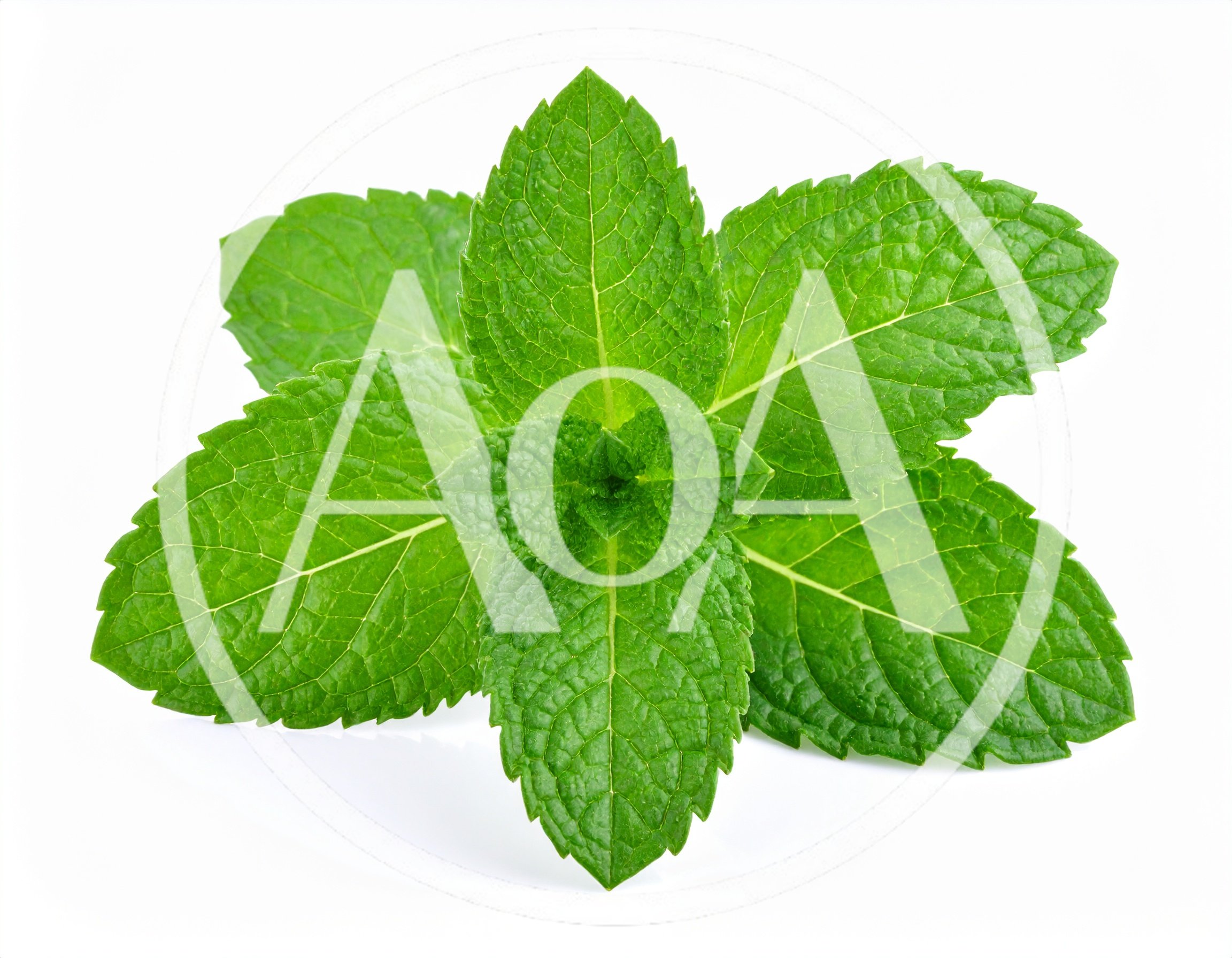 Fresh Green Mint Leaves Isolated On White Background