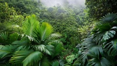 Lush Tropical Rainforest Canopy With Dense Green Foliage