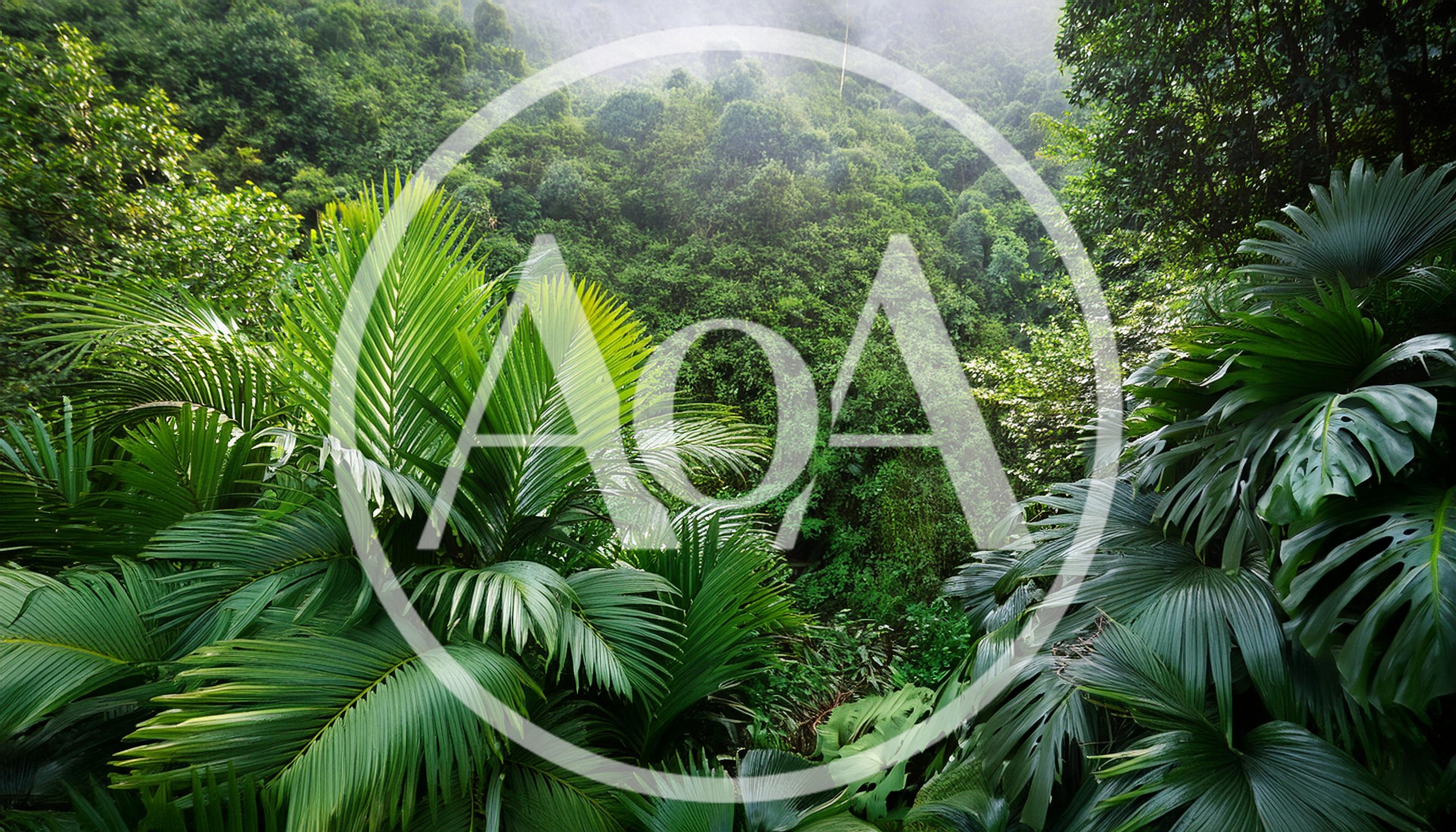 Lush Tropical Rainforest Canopy With Dense Green Foliage
