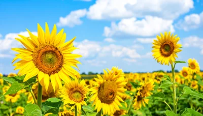 Vibrant Sunflowers Blooming In A Sunny Field