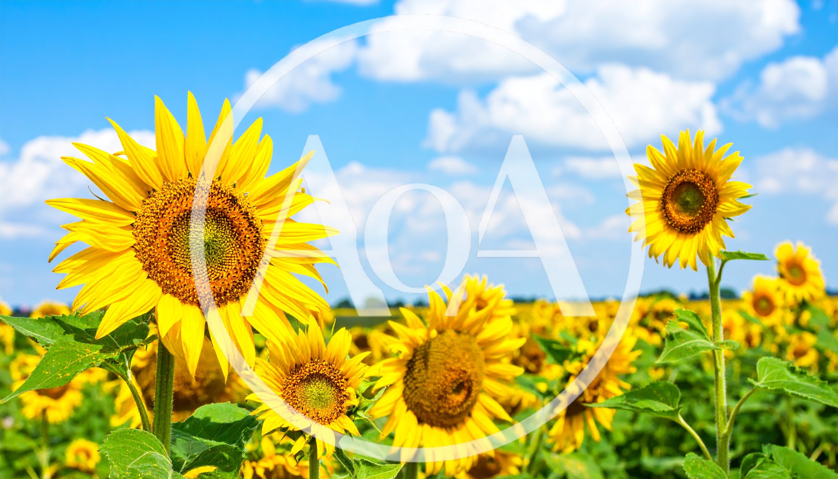Vibrant Sunflowers Blooming In A Sunny Field