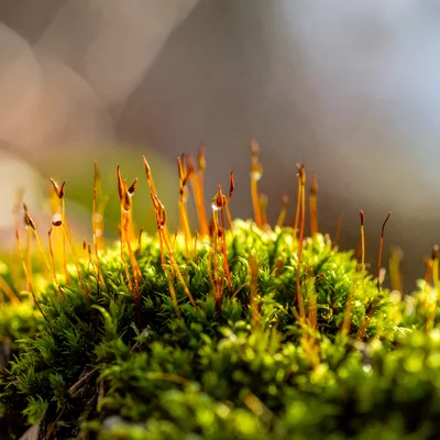 Macro View of Moss Sporophytes with Dew Drops