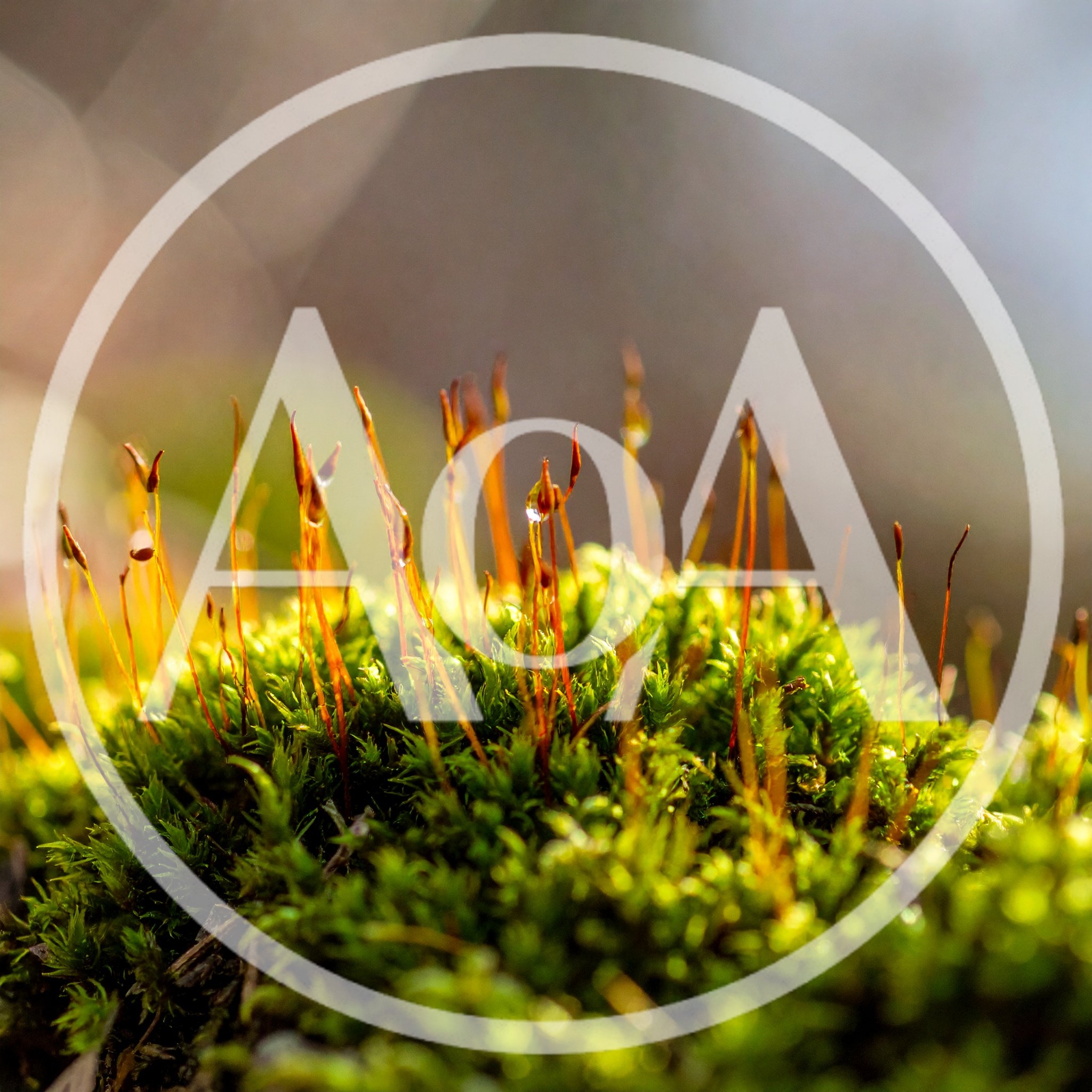 Macro View of Moss Sporophytes with Dew Drops