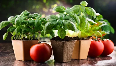 Fresh Basil Plants In Pots With Ripe Red Tomatoes